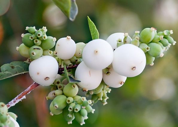 Снежноягодник белый: выращивание, применение в ландшафтном дизайне, размножение