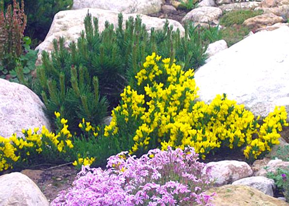 Альпийская горка на даче своими руками: особенности дизайна, выбор места, расстановка камней, растения для альпийской горки, этапы самостоятельного возведения