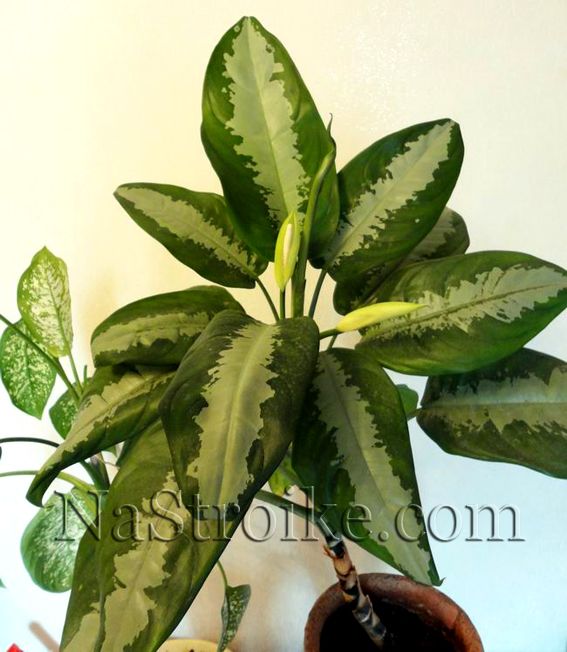 Диффенбахия – вечнозеленое комнатное растение. Уход за диффенбахией