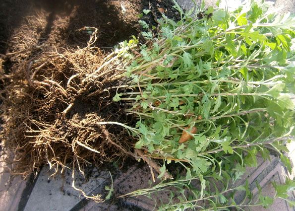 Кустовая хризантема. Выращивание рассады хризантемы путем  черенкования мастер класс